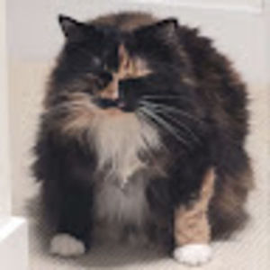 Meet your Posher, Henry